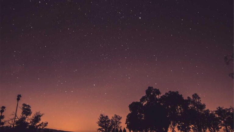 What Services Are Offered Through The 99Exch Assistance Number?